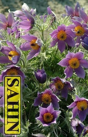 Pulsatilla vulgaris