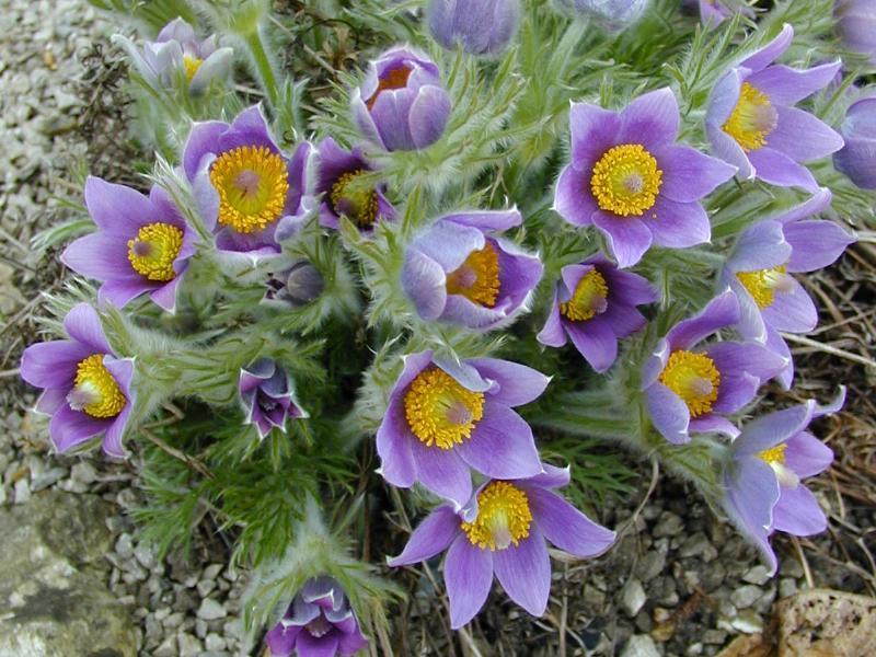 Pulsatilla vulgaris