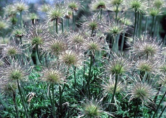 Pulsatilla vulgaris
