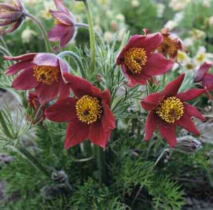 Pulsatilla vulgaris 'Red Cloak' / 'Rubra'