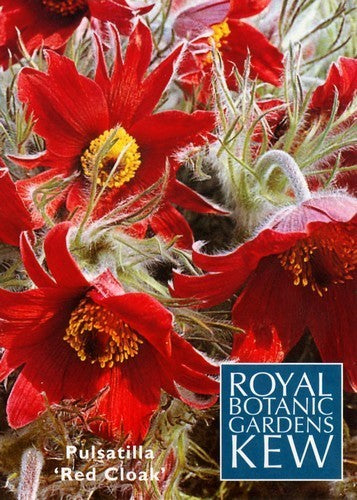 Pulsatilla vulgaris 'Red Cloak' / 'Rubra'
