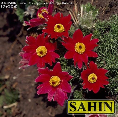 Pulsatilla vulgaris 'Red Cloak' / 'Rubra'