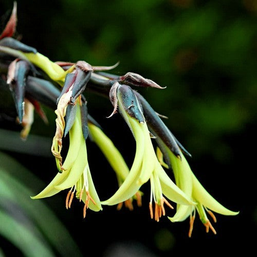 Puya mirabilis