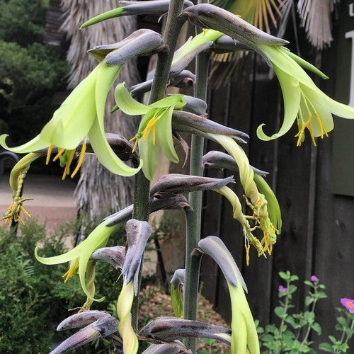 Puya mirabilis