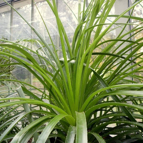 Puya mirabilis