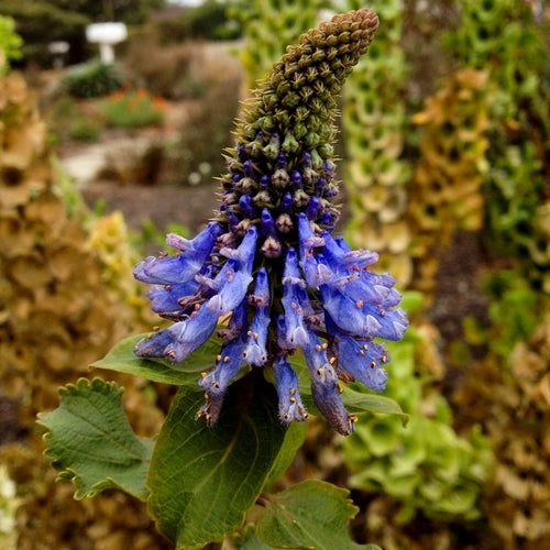 Pycnostachys urticifolia