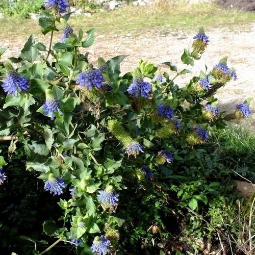 Pycnostachys urticifolia