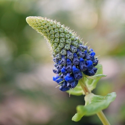 Pycnostachys urticifolia