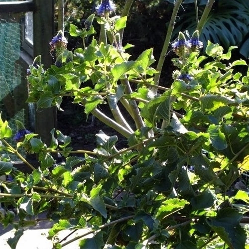 Pycnostachys urticifolia