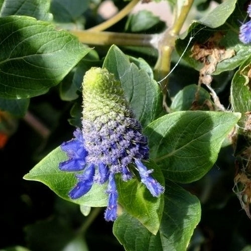 Pycnostachys urticifolia