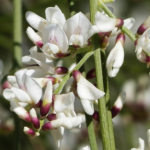 Retama monosperma