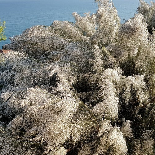 Retama monosperma