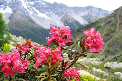 Rhododendron ferrugineum
