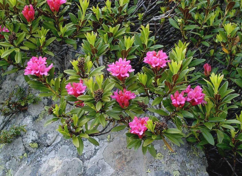 Rhododendron ferrugineum