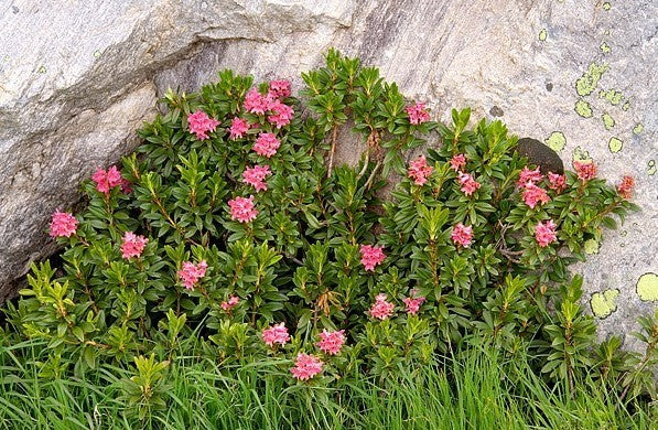 Rhododendron ferrugineum