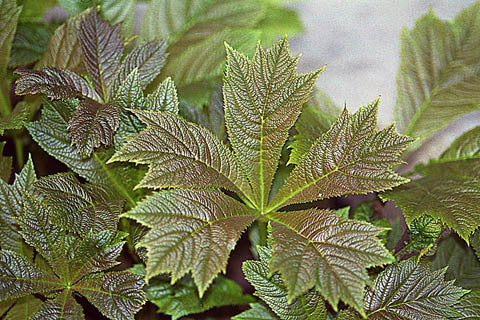 Rodgersia aesculifolia x henrici x pinnata 'New Hybrids'