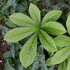 Rodgersia aesculifolia x henrici x pinnata 'New Hybrids'