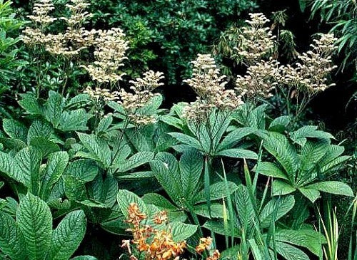 Rodgersia aesculifolia x henrici x pinnata 'New Hybrids'