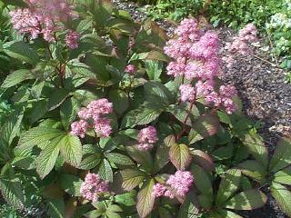 Rodgersia aesculifolia x henrici x pinnata 'New Hybrids'