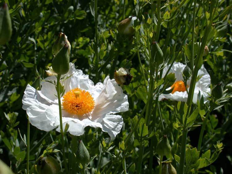 Romneya coulteri 'Lotus'