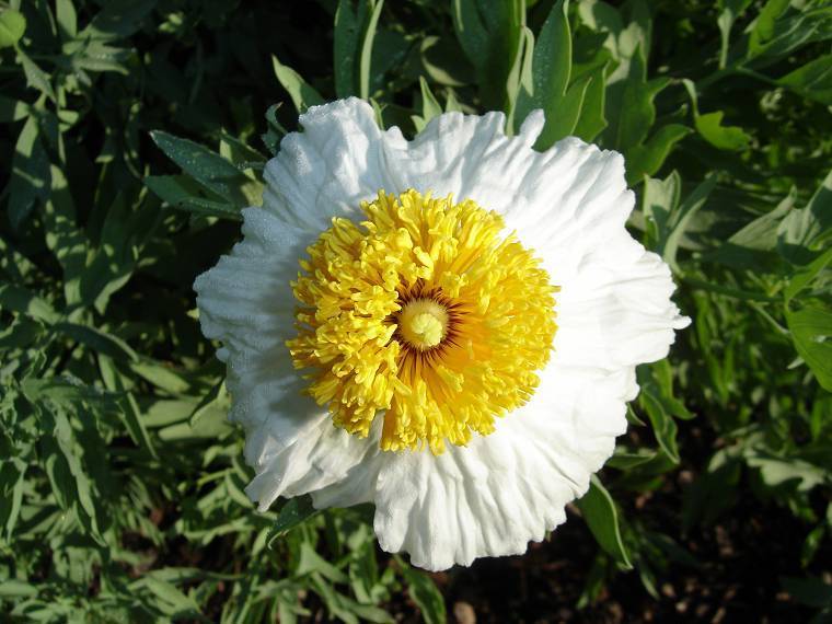 Romneya coulteri 'Lotus'