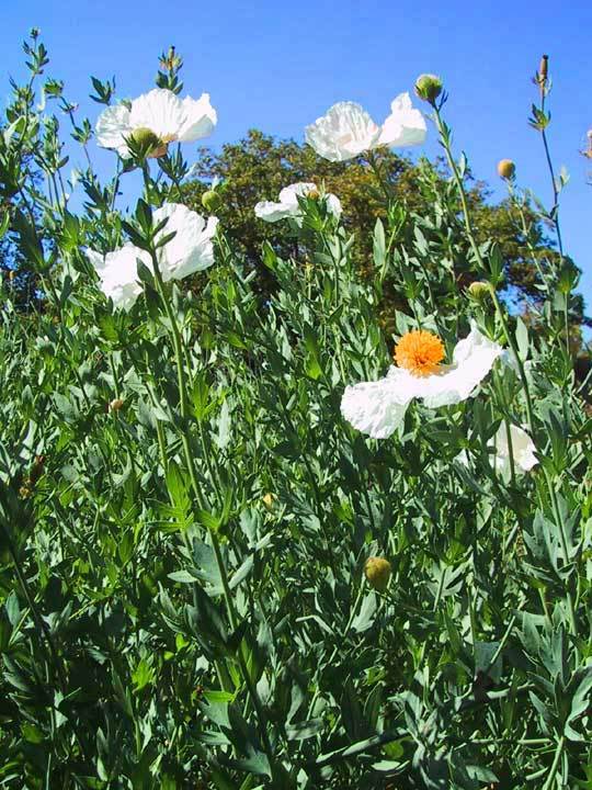 Romneya coulteri 'Lotus'