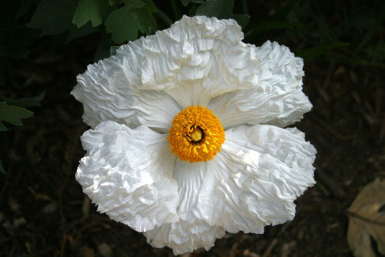 Romneya coulteri 'Lotus'