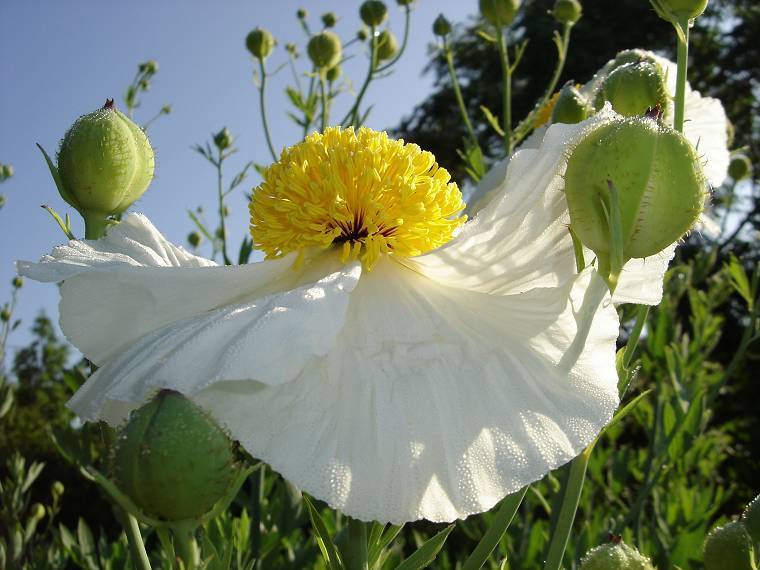 Romneya coulteri 'Lotus'