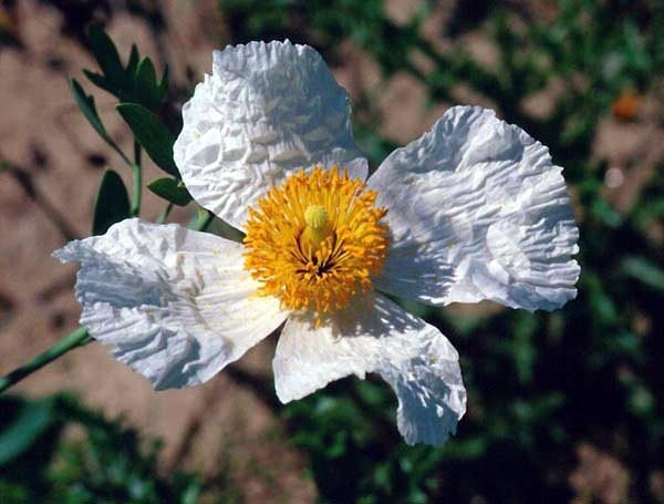 Romneya coulteri 'Lotus'