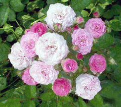 Rosa chinensis 'Angel Wings'