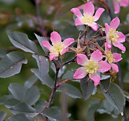 Rosa glauca