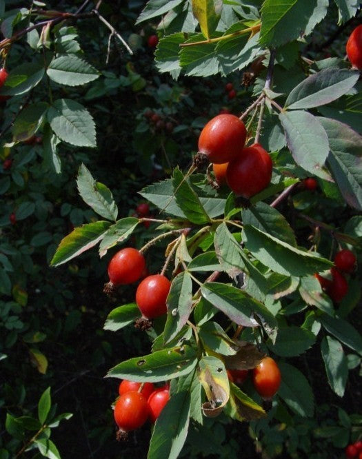 Rosa glauca