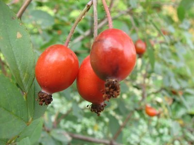 Rosa glauca