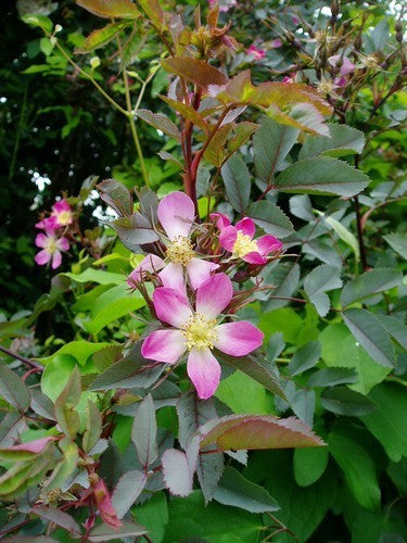 Rosa glauca