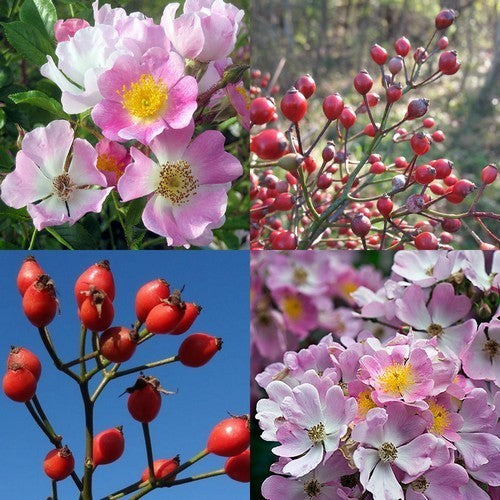 Rosa multiflora 'Adenochaeta'