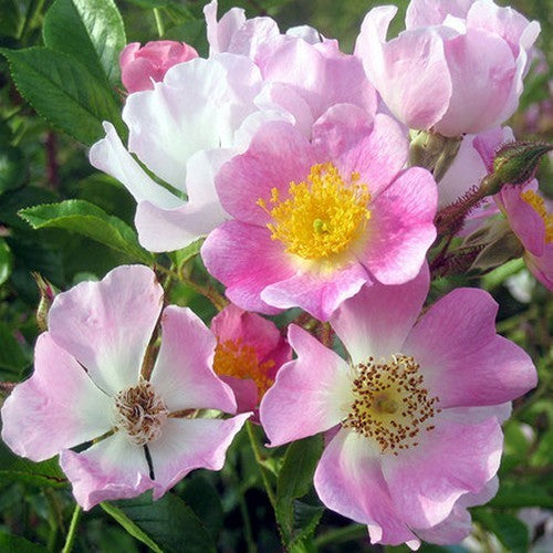 Rosa multiflora 'Adenochaeta'