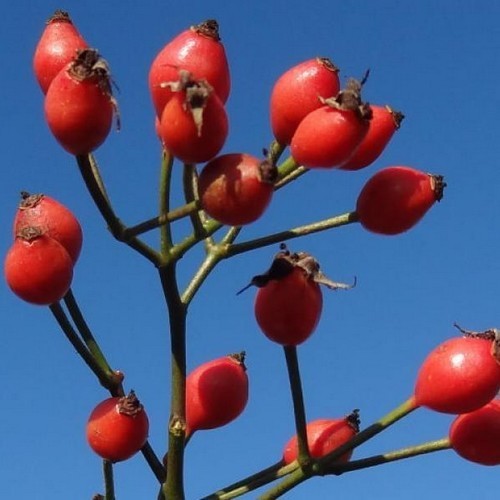 Rosa multiflora 'Adenochaeta'