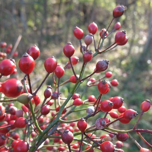 Rosa multiflora 'Adenochaeta'
