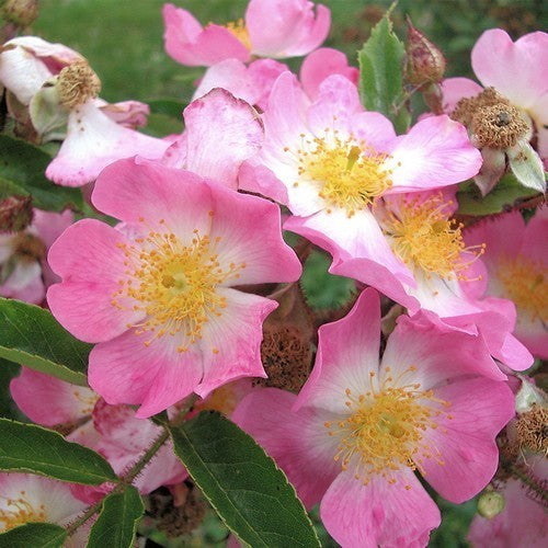 Rosa multiflora 'Adenochaeta'