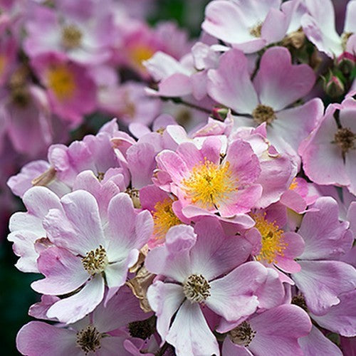 Rosa multiflora 'Adenochaeta'