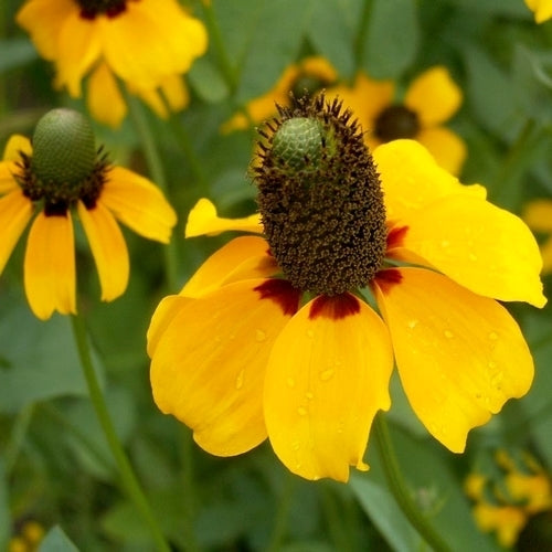Rudbeckia amplexicaulis