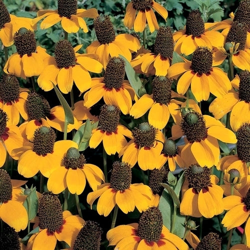 Rudbeckia amplexicaulis