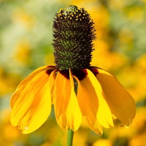 Rudbeckia amplexicaulis