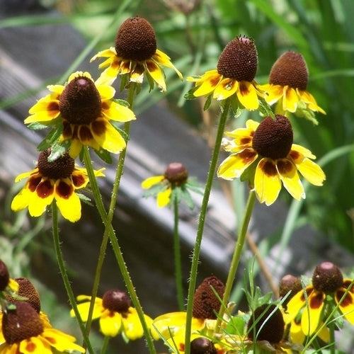 Rudbeckia amplexicaulis