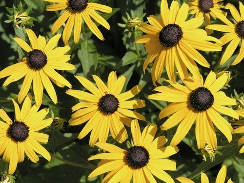 Rudbeckia fulgida 'Goldsturm'