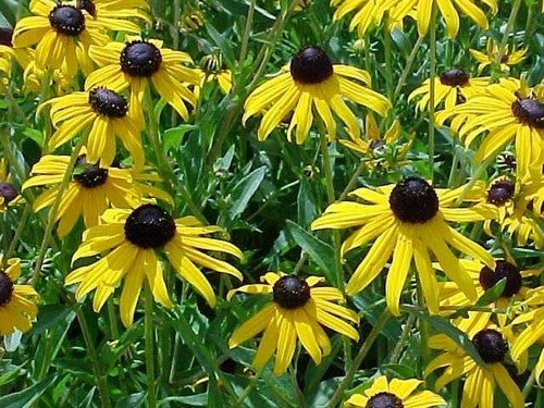 Rudbeckia fulgida 'Goldsturm'