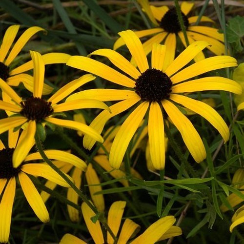 Rudbeckia missouriensis