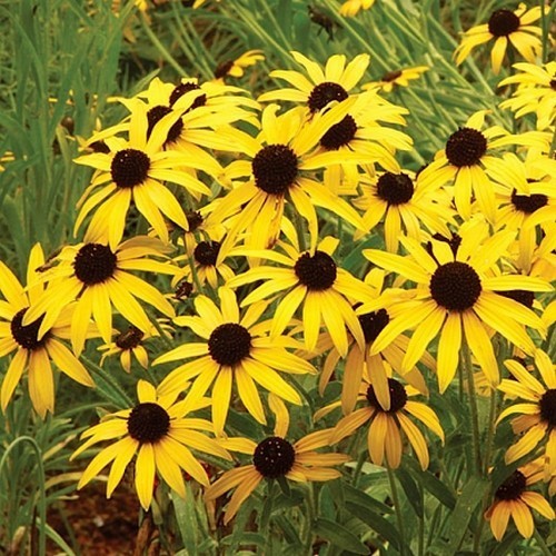 Rudbeckia missouriensis