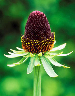 Rudbeckia occidentalis 'Green Wizard' / 'Black Beauty'