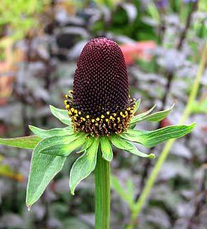 Rudbeckia occidentalis 'Green Wizard' / 'Black Beauty'